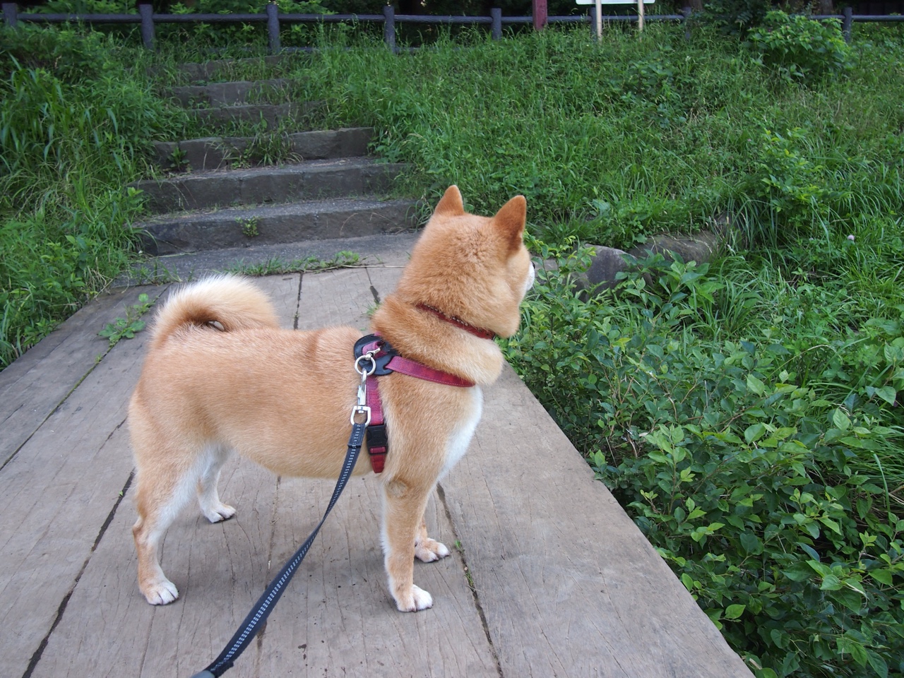雷火电竞网站-铁幕与血刃，当小贾伦筑起叹息之墙，奇才血拼至最后一声哨响